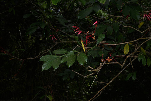 Quassia amara, photograph 6
