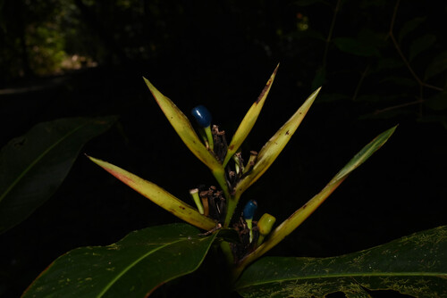 Long-leaf Heliconia (Heliconia longiflora)