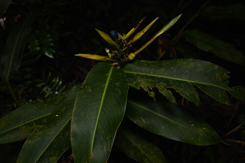 Heliconia longiflora, photograph 3