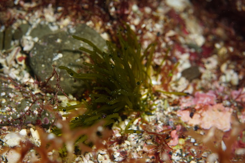Pedobesia clavaeformis observed 2025-11-29