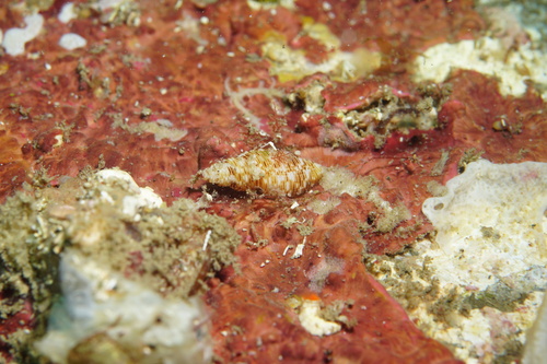 Daphnella cancellata observed 2025-11-29