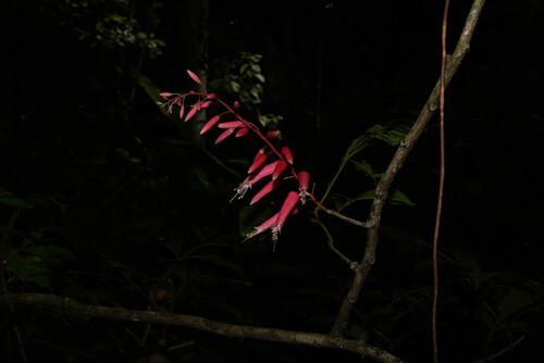 Quassia amara, photograph 2