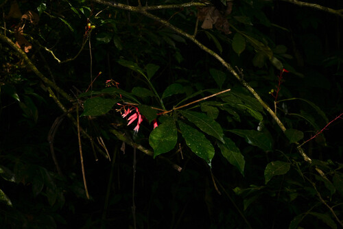 Quassia amara, photograph 3