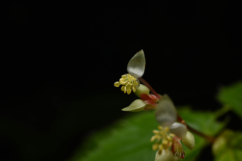 Begonia hirsuta; photograph Anders Hastings, CC BY, iNaturalist via GBIF