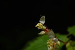 Begonia hirsuta
