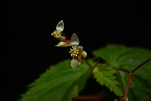 Begonia hirsuta, photograph 1