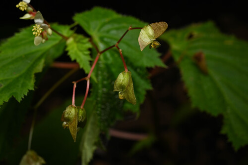 Begonia hirsuta, photograph 2
