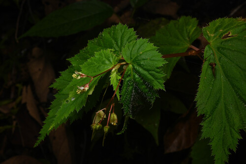 Begonia hirsuta, photograph 3