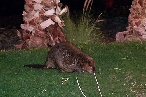American Beaver photographed in Nevada