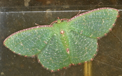 Eucyclodes metaspila