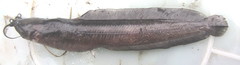 Clarias theodorae