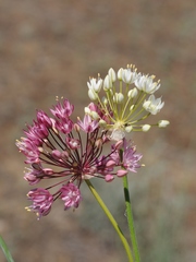 Allium trachyscordum
