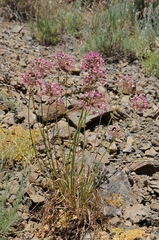 Allium trachyscordum