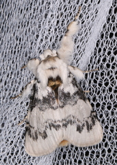 Iropoca rotundata