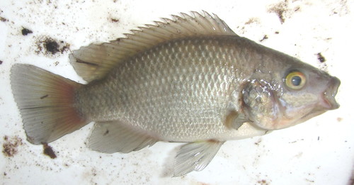 Mozambique Tilapia