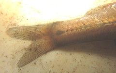 Enteromius viviparus