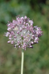 Allium turkestanicum