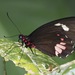 Parides sesostris zestos - Photo (c) shirdipam, some rights reserved (CC BY-NC), uploaded by shirdipam