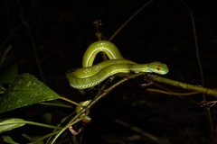 Trimeresurus rubeus