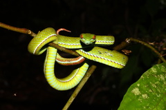 Trimeresurus rubeus