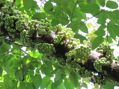 Ficus variegata