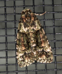 Pherechoa crypsichlora