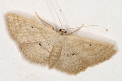 Scopula hypochra