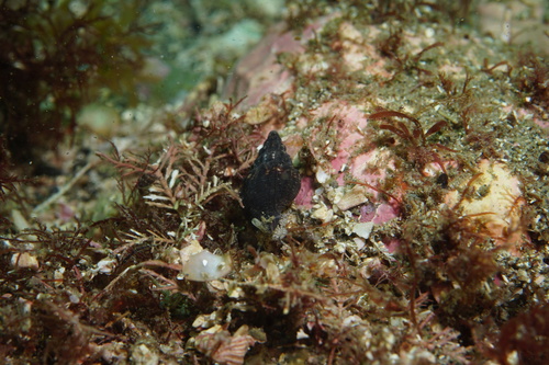 Cominella quoyana observed 2025-11-29