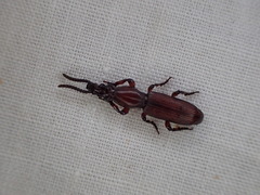 Ankleineella sulcicollis