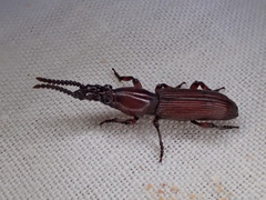 Ankleineella sulcicollis
