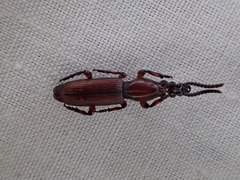 Ankleineella sulcicollis