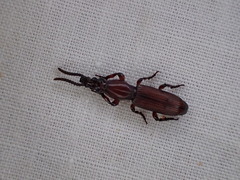Ankleineella sulcicollis
