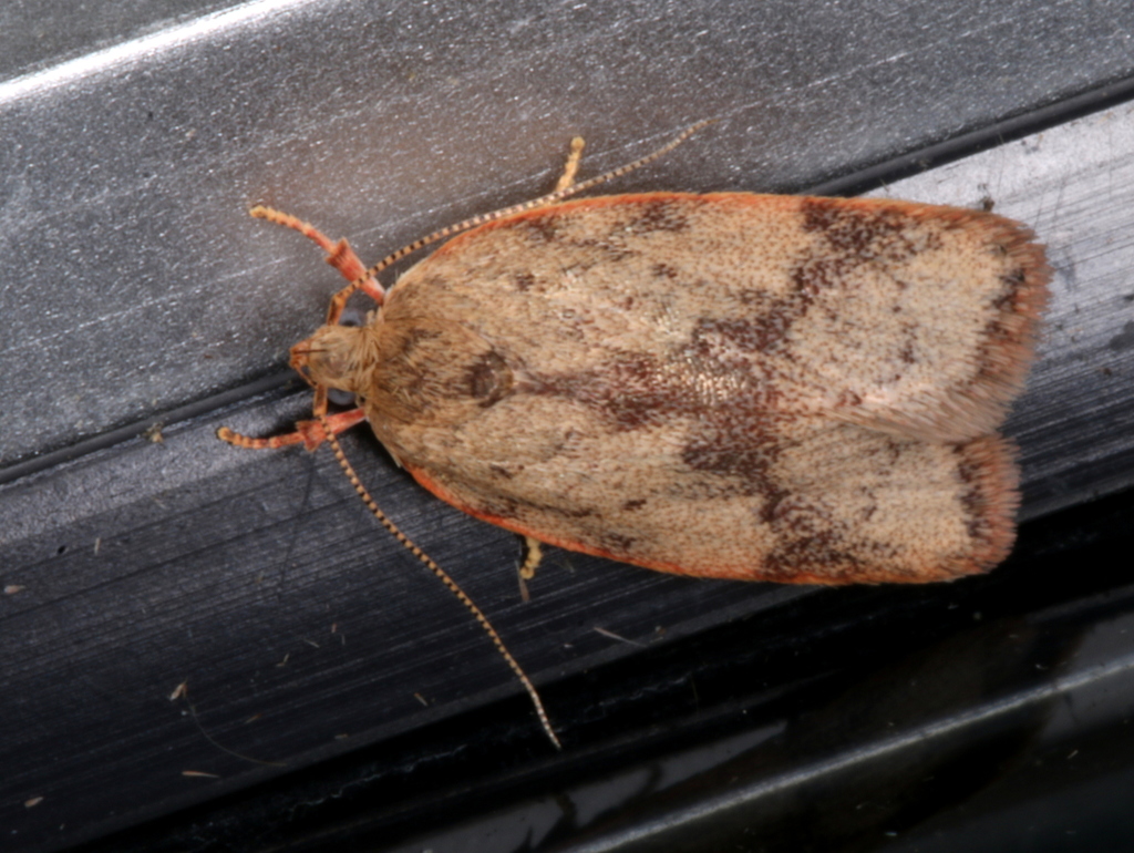 Garrha phoenopis