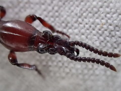 Ankleineella sulcicollis
