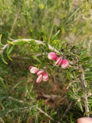 Grevillea lanigera