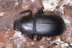 Coelometopus clypeatus