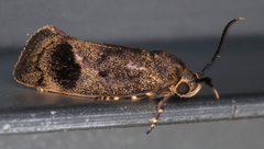 Pycnocera