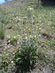 Andryala integrifolia