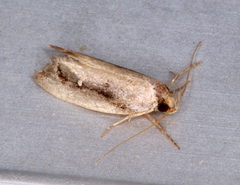 Machetis serpentigera