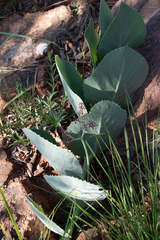 Cyphostemma oleraceum