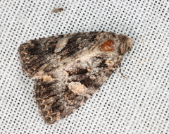Condica macrosema