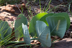 Cyphostemma oleraceum