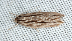Leistarcha scitissimella