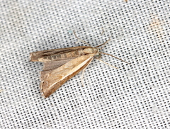 Ptochostola microphaeellus