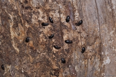 Coelometopus clypeatus