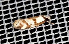 Palimmeces variegata