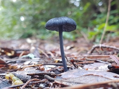 Entoloma serrulatum