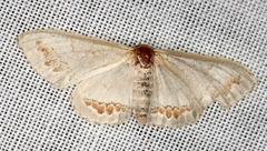 Dithalama cosmospila