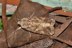 Spodoptera litura