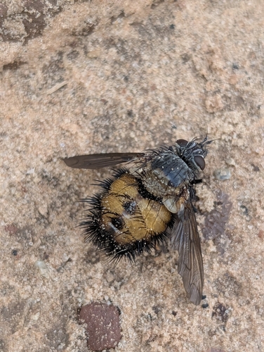 Unknown species found near Hurricane, UT 84737, USA